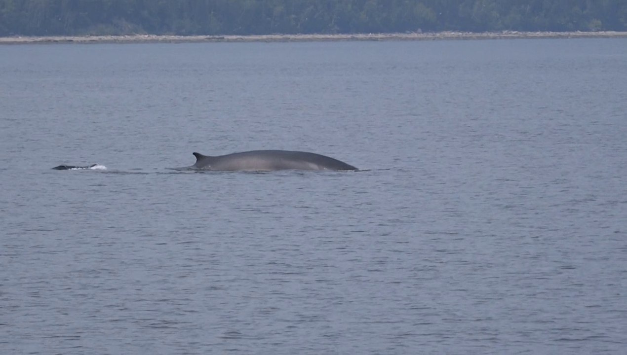 Tadoussac observation des baleines