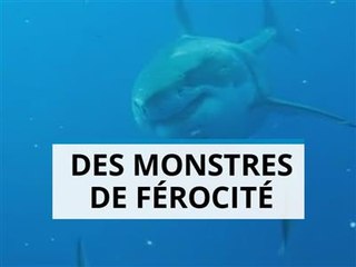 Top 2015 : les animaux les plus terrifiants