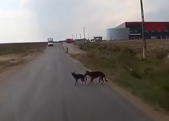 Dog Rescues His Friend Before He Gets Hit By a Car