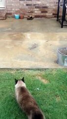 Epic Cat Door Fail