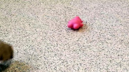 Rollie, a southern three-banded armadillo, playing)