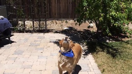 Fritz Learns to Catch - Sausage Compilation