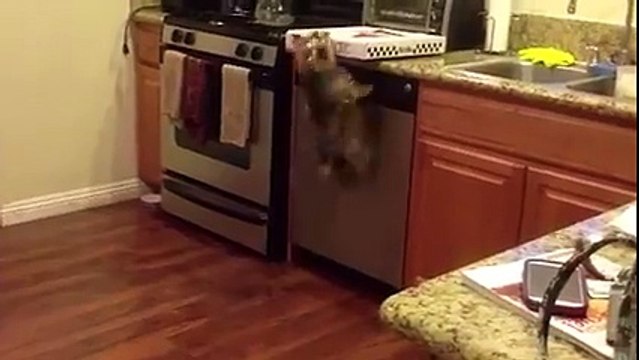 What a Dog - Thieves, smart and funny! Crazy pet compilation
