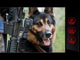 Perros soldado verdaderos heroes