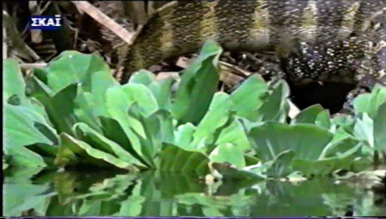 NILE 1