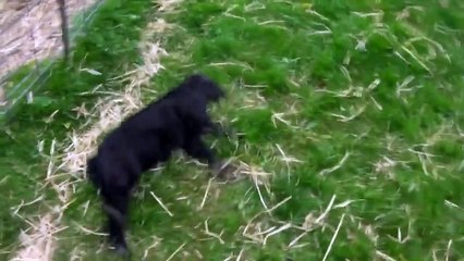 Animals Getting Scared Over Nothing