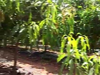 Ultra High Density Plantation in Mango