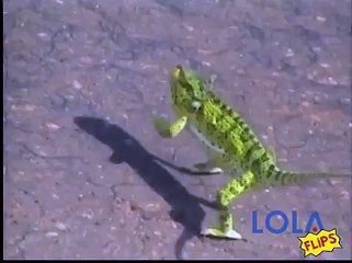 Dancing Gecko Has That Friday Feeling