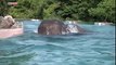 Piscine transparente dans un zoo pour voir les éléphants nager