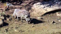 [Nat Geo Wild HD] Predators: Wild Dogs HD (Nature Documentary)