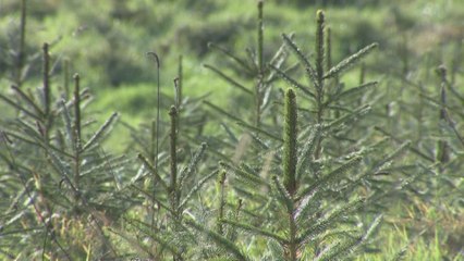 Les sapins de Noël mauvais pour l'environnement?