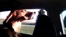 Funny Dog Head out the car window