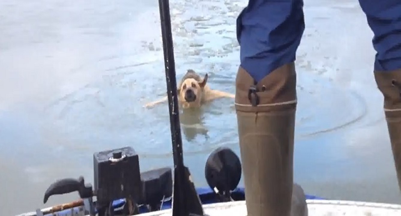 Sauvetage d'un berger allemand en danger de mort dans la glace