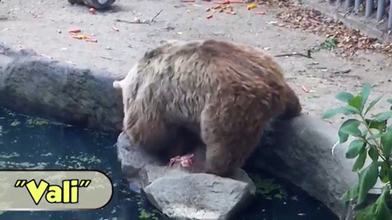 BEAR SAVES CROW FROM DROWNING