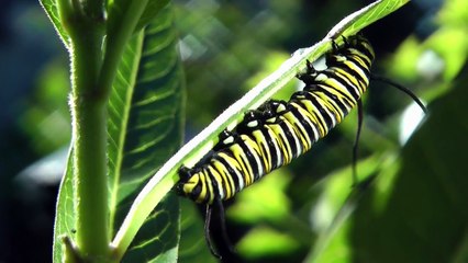 Monarch Butterfly Metamorphosis time-lapse