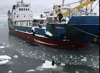 Бедная дворняга на льдине