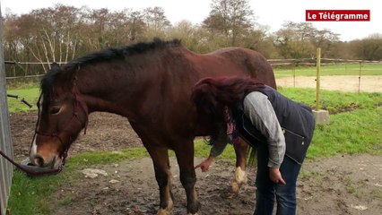 Santé. La femme qui murmurait à l'oreille des chevaux