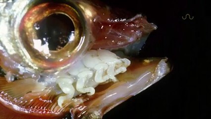 CREATURE EATS AND BECOMES TONGUE