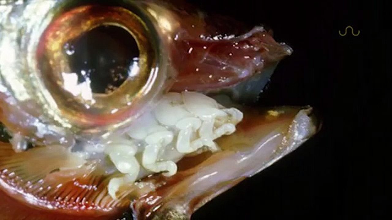 CREATURE EATS AND BECOMES TONGUE
