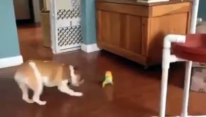 Dogs and birds funny animals ( köpek ve kuş'un sevimli oyunu)