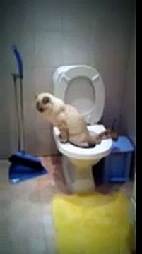 Кот смывает за собой