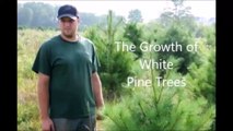 Mike Hirst On the Growth Rate of Pine Trees at HH Farm