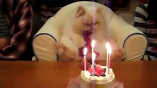 Happy Birthday Funny Cute Cat