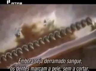 Amazon Tribe || Xingu People || Best History Documentary || Yawalapiti Life || Best Documentaries 2015