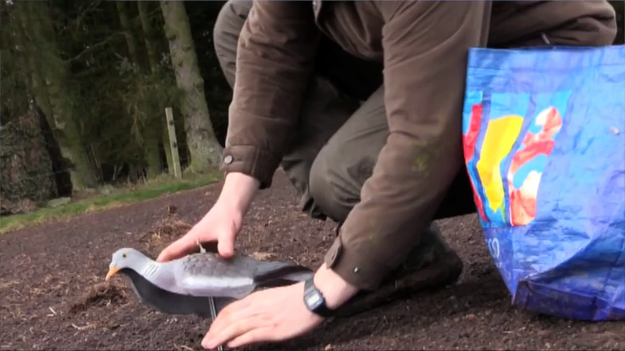 The Shooting Show – crow and pigeon control and Beretta A300 Xtrema