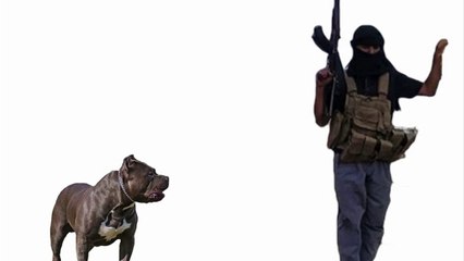 Dogs and Terrorists: The Weight Of Fear
