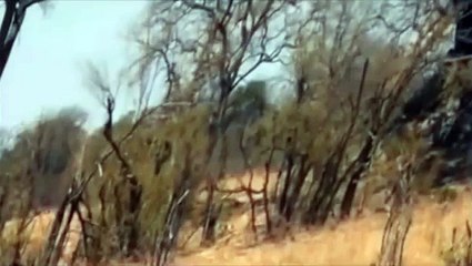 Watch Lions Documentary: Lion Eats Preys ALIVE!! National Geographic Special Full