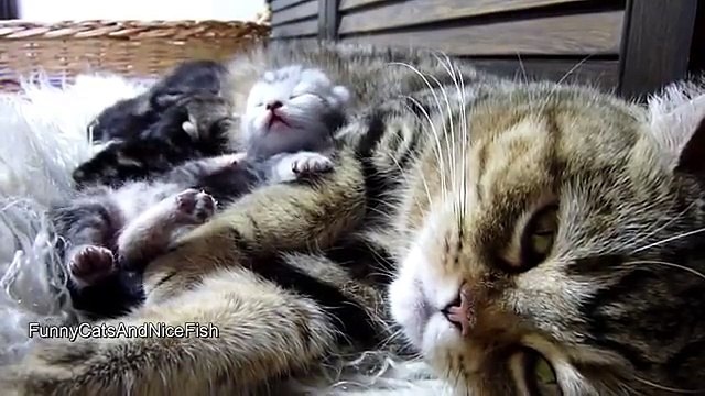 Purr-fect video Mom Cat and Cute Baby Kittens
