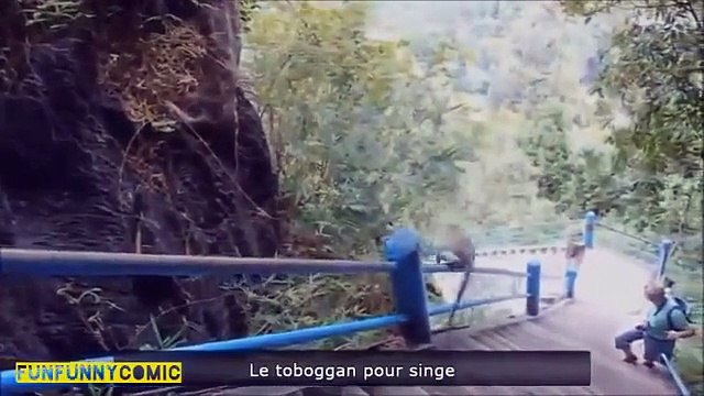 FAIL COMPILATION # 10 САМЫЕ ПРИКОЛЬНЫЕ ПРИКОЛЫ С КОТАМИ, СОБАКАМИ, ЖИВОТНЫМИ [МАЙ 2015]