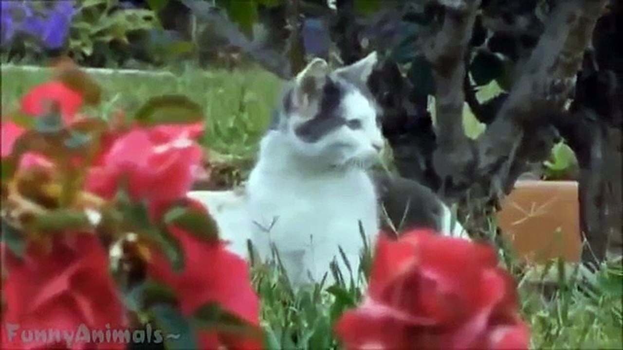 BEST FUNNY Cats