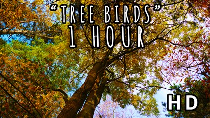 TREE BIRDS | Soothing Birdsongs in a Beautiful Forest | 1 HOUR 2015 (HD)