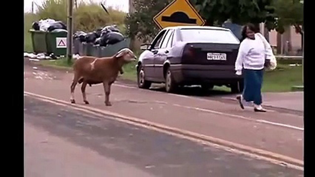 dangerous animal