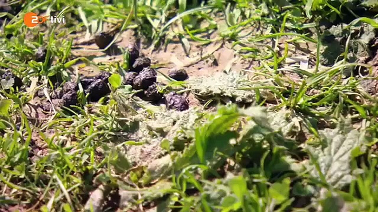 Das Haustiercamp - Folge 5, Staffel 2