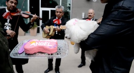 Pampered Pooch Celebrates Her Quinceañera