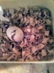 Cara Menetaskan Telur Burung Lovebird Dengan Inkubator