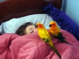 Parrots alarm. Two parrots awaken Woman