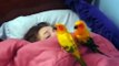 Parrots alarm. Two parrots awaken Woman