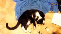 Naughty cats feel guilty - Funny cats (Collection 2)