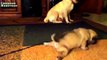 First Steps puppy. Puppies learn to walk