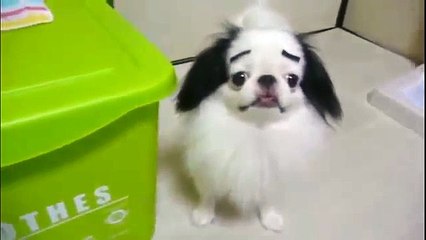Sobrancelhas falsas em cães. Diversão com cães