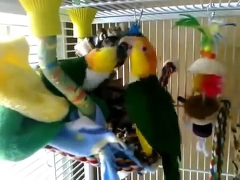 Os papagaios têm o divertimento na célula. pássaro engraçado
