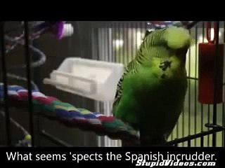 O papagaio fala Inglês. pássaro engraçado