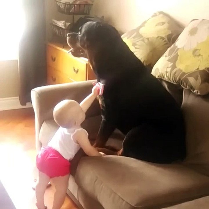 Rottweiler As Babysitter :D