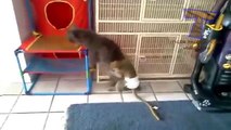 Monkeys irritar gatos e cães - animais engraçados