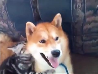 Uma luta feroz. Cat pesters o cão