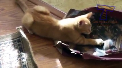 Gatos impertinentes se sentir culpado - Gatos engraçados (Coleção 2)